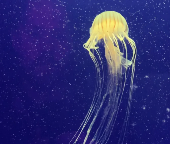 伦敦海洋生物水族馆游玩攻略