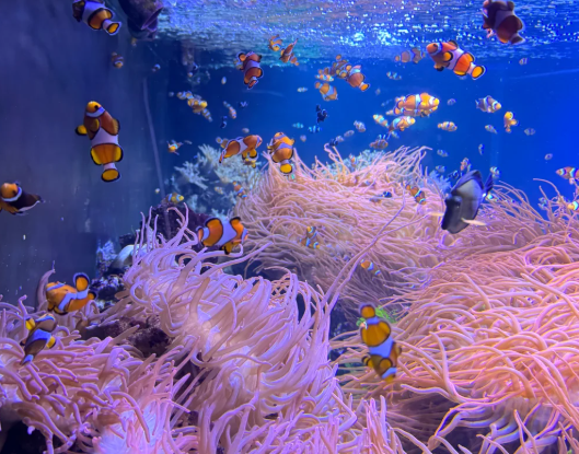 伦敦海洋生物水族馆游玩攻略