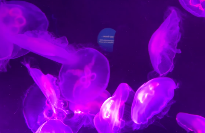 伦敦海洋生物水族馆游玩攻略