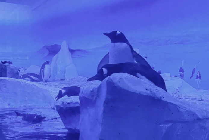 伦敦海洋生物水族馆游玩攻略