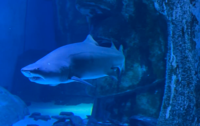 伦敦海洋生物水族馆游玩攻略