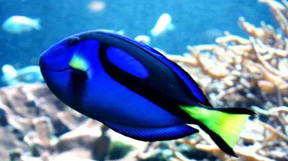 伦敦海洋生物水族馆游玩攻略