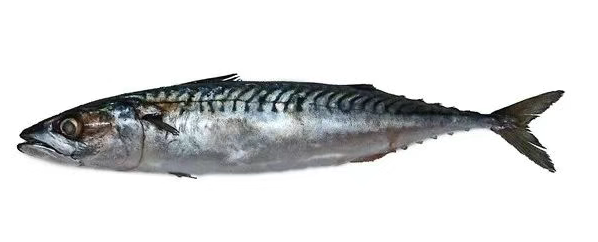 英国海鲜购买全攻略