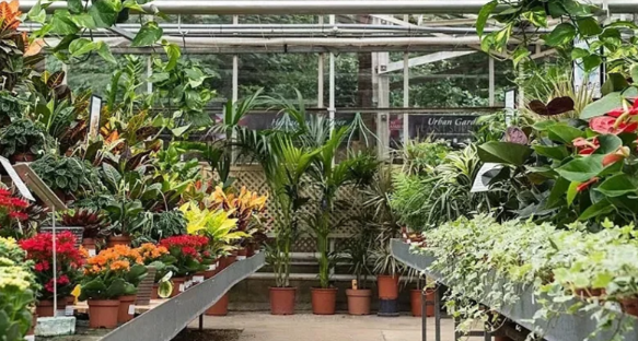 英国哪些地方可以买花？特色花店推荐