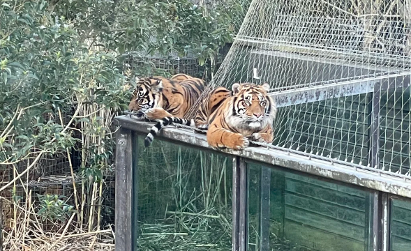 伦敦周边亲子游怎么玩?不累家长、不敷衍孩子的实用路线