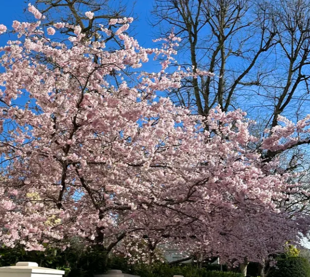 2026伦敦樱花最全攻略｜6大赏樱地点+地铁路线+最佳花期指南