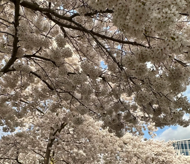 2026伦敦樱花最全攻略｜6大赏樱地点+地铁路线+最佳花期指南