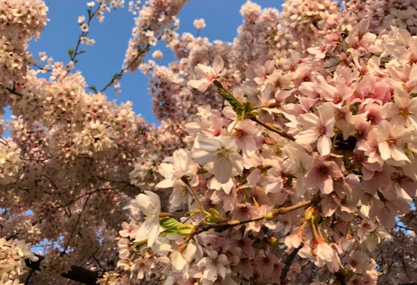 2026伦敦樱花最全攻略｜6大赏樱地点+地铁路线+最佳花期指南