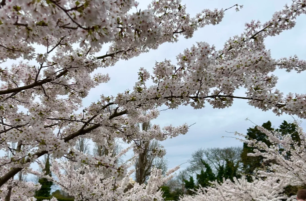 2026伦敦樱花最全攻略｜6大赏樱地点+地铁路线+最佳花期指南