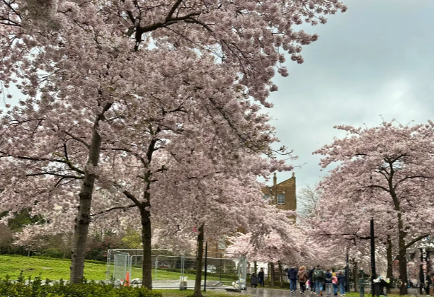 2026伦敦樱花最全攻略｜6大赏樱地点+地铁路线+最佳花期指南