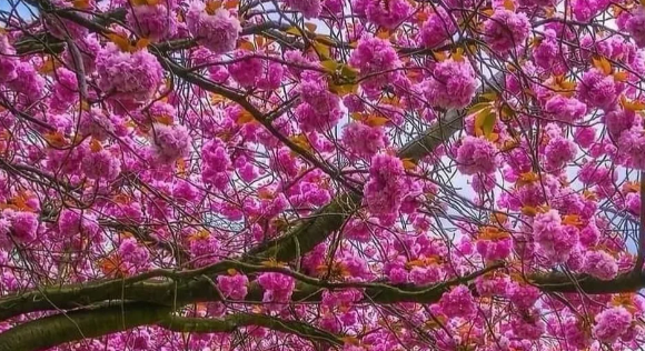 2026伦敦樱花最全攻略｜6大赏樱地点+地铁路线+最佳花期指南