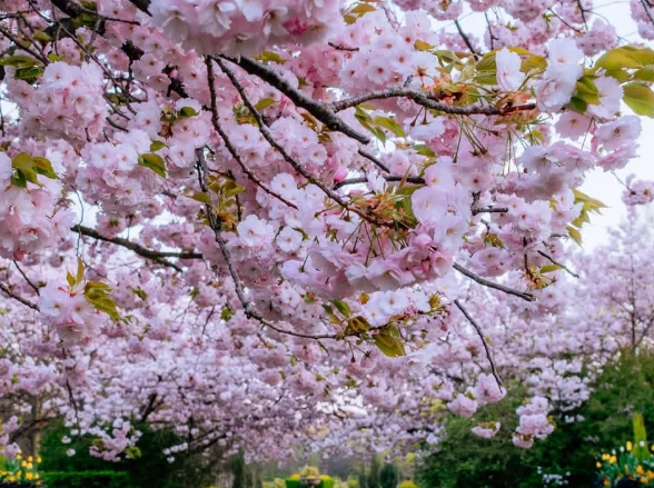 2026伦敦樱花最全攻略｜6大赏樱地点+地铁路线+最佳花期指南