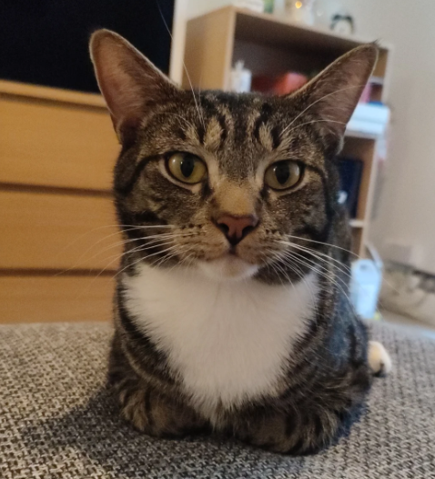 在英国如何领养和购买宠物猫狗？