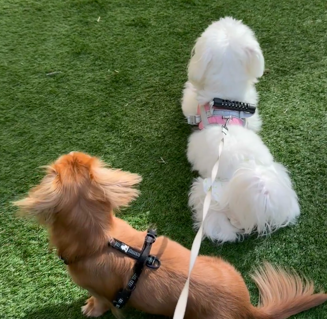 在英国如何领养和购买宠物猫狗？