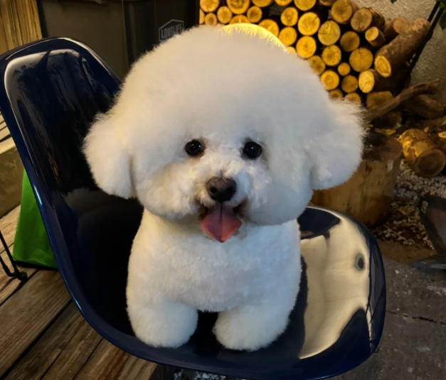 在英国如何领养和购买宠物猫狗？