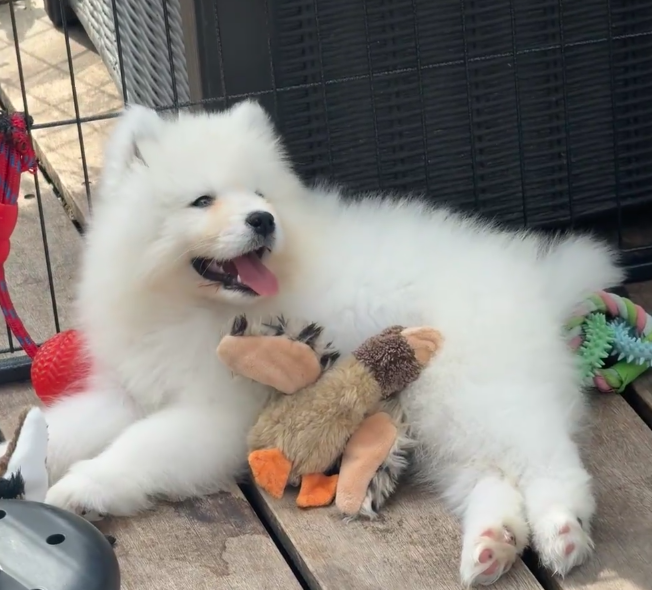 在英国如何领养和购买宠物猫狗？