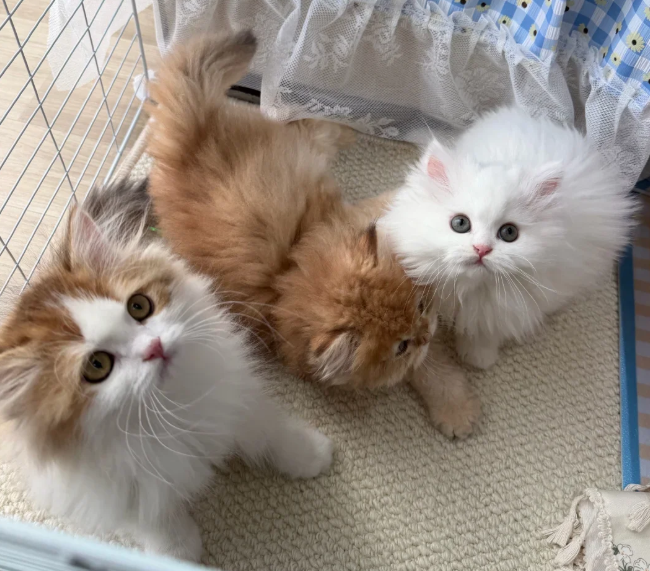 在英国如何领养和购买宠物猫狗？