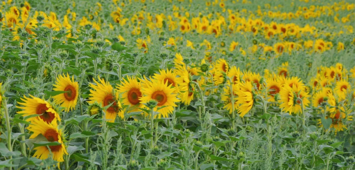 英国向日葵花田盘点