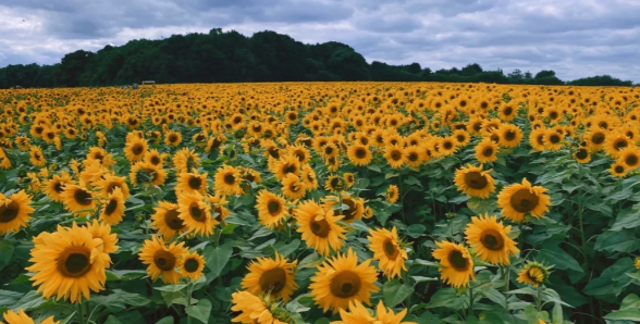 英国向日葵花田盘点