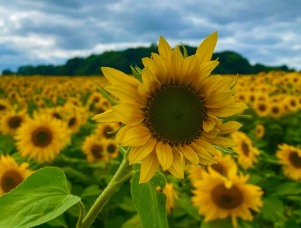 英国向日葵花田盘点