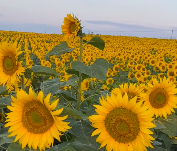 英国向日葵花田盘点