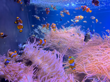 伦敦海洋生物水族馆游玩攻略