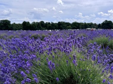 英国薰衣草花田大盘点+游玩攻略｜2025最全赏花指南