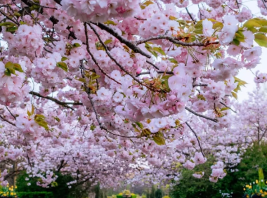 2026伦敦樱花最全攻略|6大赏樱地点+地铁路线+最佳花期指南