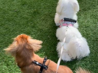 英国租房可以养宠物吗:最新法规、房东协商技巧与注意事项全解析