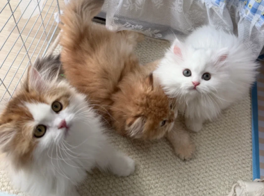 在英国如何领养和购买宠物猫狗？