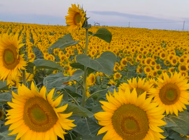 英国向日葵花田盘点